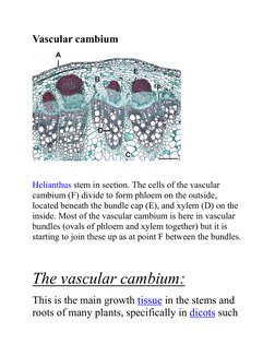 Vascular cambium 
 
 
 
 
Helianthus stem in section. The cells of the vascular 
cambium (F) divide to form phloem on the out