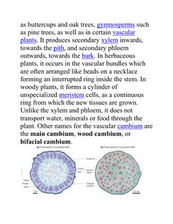 as buttercups and oak trees, gymnosperms such 
as pine trees, as well as in certain vascular 
plants. It produces secondary x