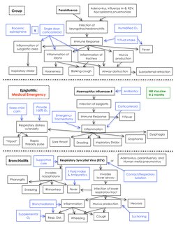 Croup 
Parainfluenza 
Adenovirus, influenza A+B, RSV, 
Mycoplasma pnuemoniae 
Immune Response 
Infection of 
laryngotracheo