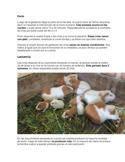 Parto
Luego de la gestación llega el parto de la hembra, el cual lo hace de forma natural es
decir no necesita la intervenció