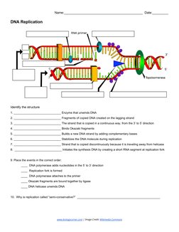 Name:____________________________________________  Date:_________ 
 
DNA Replication  
 
 
 
Identify the structure 
1. _____