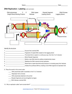 Name:____________________________________________  Date:_________ 
 
DNA Replication - Labeling ​ (with word bank)