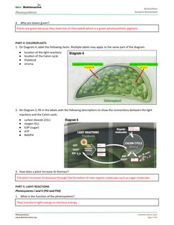 Photosynthesis Worksheet and Answers | PDF | Photosynthesis | Biochemistry