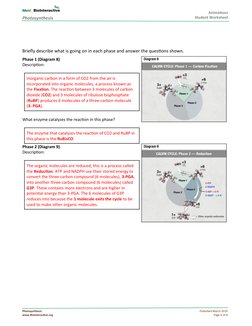 Photosynthesis Diagrams Worksheet Answer Key