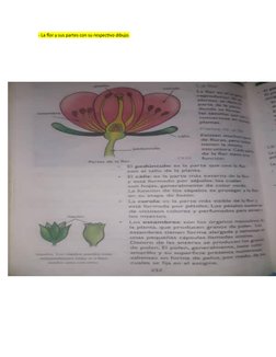 - La flor y sus partes con su respectivo dibujo. 
