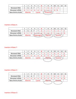 Insertion of Base A:
Insertion of Base T: 
Insertion of Base C:
Insertion of Base G:
1
2
3
4
5
6
7
8
9
10
11
12
13
Mutated DN