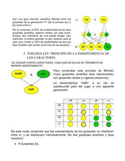 3. TERCERA LEY: PRINCIPIO DE LA INDEPENDENCIA DE 
LOS CARACTERES.
“AL CRUZAR VARIOS CARACTERES, CADA UNO DE ELLOS SE TRANSMIT