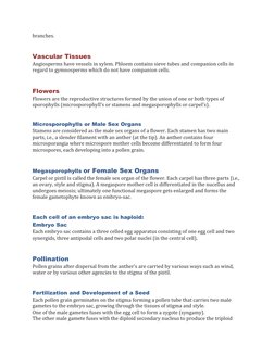 branches.
Vascular Tissues
Angiosperms have vessels in xylem. Phloem contains sieve tubes and companion cells in 
regard to g