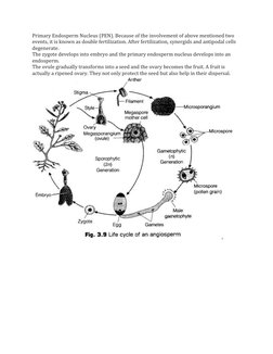 Primary Endosperm Nucleus (PEN). Because of the involvement of above mentioned two 
events, it is known as double fertilizati