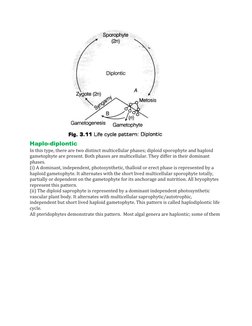Haplo-diplontic
In this type, there are two distinct multicellular phases; diploid sporophyte and