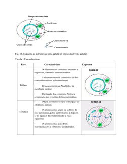 Fig. 14. Esquema da estrutura de uma célula no início da divisão celular.
Tabela 1 Fases da mitose
    Fase
                C