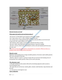 5 | P a g e
Internal structure of a leaf
What makes the leaf the universal food producer?
-the presence of chlorophy
