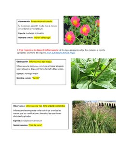 2. Con respecto a los tipos de inflorescencia: de los tipos propuestos elija dos ejemplos y reporte 
agregand