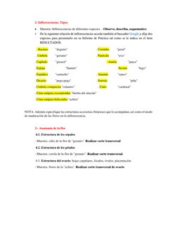 2. Inflorescencias. Tipos. 
 
Muestra: Inflorescencias de diferentes especies. - Observe, describa, esquematice: 
 
De la s