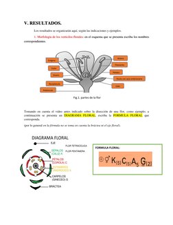 V. RESULTADOS. 
Los resultados se organizarán aquí, según las indicaciones y ejemplos. 
1. Morfología de los verticilos flora
