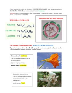 Ahora: teniendo en cuenta las siguientes FORMULAS FLORALES, haga la representación del 
DIAGRAMA FLORAL que corresponda a la