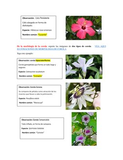 (https://www.google.com/search?q=ejemplos+de+corolas&tbm=isch&ved=2ahUKEwinpovl75TqAhWUKFMKHWPEBdAQ2-cCegQIABAA&oq=ejemplos+