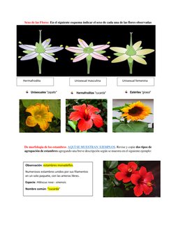 Sexo de las Flores: En el siguiente esquema indicar el sexo de cada una de las flores observadas
