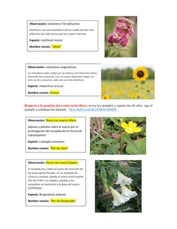 Respecto a la posición del ovario en las flores, revise los ejemplos y reporte dos de ellos, siga el 
ejemplo