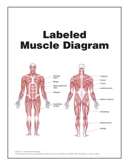 Activity 4.6 Labeled Muscle Diagram
From Physical Best activity guide: Middle and high school levels, 2nd edition, by NASPE,