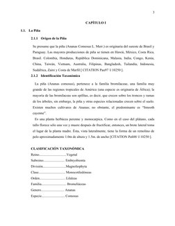 3
CAPÍTULO I
1.1.
La Piña 
2.1.1
Origen de la Piña
Se presume que la piña (Ananas Comosus L. Merr.) es originaria del sureste