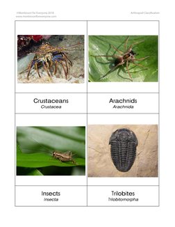 Trilobites 
Trilobitomorpha 
Insects 
Insecta 
Crustaceans  
Crustacea 
Arachnids  
Arachnida 
 ©Montessori for Everyone 2018