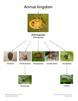 Arthropods 
Arthropoda 
Animal Kingdom 
Trilobites 
Chelicerates  
Myriapodes  
Crustaceans  
Hexapods  
Arachnids  
Insects
