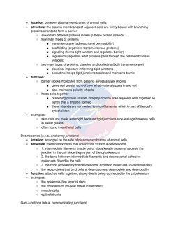 ● location: between plasma membranes of animal cells 
● structure: the plasma membranes of adjacent cells are firmly bound