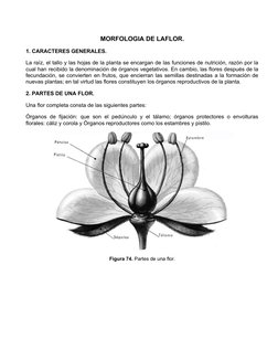 MORFOLOGIA DE LAFLOR.
1. CARACTERES GENERALES.
La raíz, el tallo y las hojas de la planta se encargan de las funciones de nut