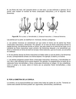 B. Las flores del maíz, del Lacayote tienen un solo sexo, ya sea androceo o gineceo. En el
primer caso  reciben  el  nombre