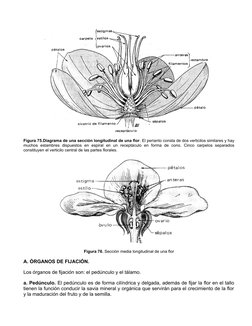 Figura 75.Diagrama de una sección longitudinal de una flor. El perianto consta de dos verticilos similares y hay
muchos  esta
