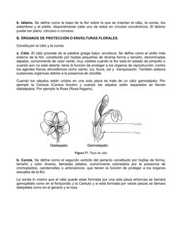 b. tálamo. Se define como la base de la flor sobre la que se insertan el cáliz, la corola, los
estambres y el pistilo, dispon