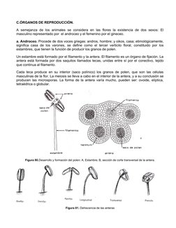 C.ÓRGANOS DE REPRODUCCIÓN.
A  semejanza  de  los  animales  se  considera  en  las flores  la  existencia  de  dos  sexos:  E