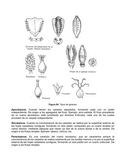 Figura 84. Tipos de gineceo.
Apocárpicos. Cuando  tienen  los  carpelos  separados,  formando  cada  uno  un  pistilo
indepen