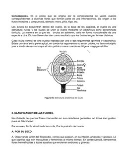 Cenocárpicos. Es  el  pistilo  que  se  origina  por  la  concrescencia  de  varios  ovarios
correspondientes a diversas flor