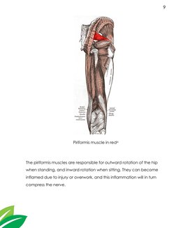 9 
 
Piriformis muscle in redxi 
 
The piriformis muscles are responsible for outward rotation of the hip 
when standing, and