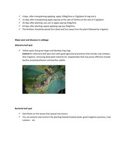 Cabbage Production Guide and Techniques | PDF | Cabbage | Soil