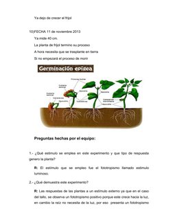 Ya dejo de crecer el frijol
10)FECHA 11 de noviembre 2013
Ya mide 40 cm.
La planta de frijol termino su proceso
A hora necesi
