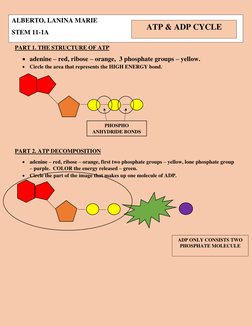 PART 1. THE STRUCTURE OF ATP 
• adenine – red, ribose – orange,  3 phosphate groups – yellow. 
• Circle the area that r