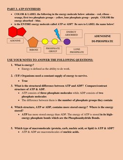 PART 3. ATP SYNTHESIS 
• COLOR & LABEL the following in the energy molecule below: adenine – red, ribose – 
orange, first two