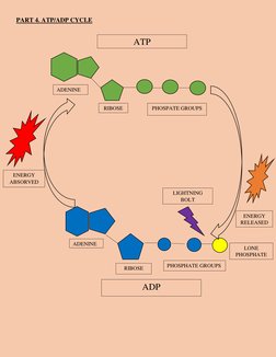 PART 4. ATP/ADP CYCLE 
 
 
 
 
 
 
 
 
 
 
 
 
 
 
 
 
 
 
 
 
 
 
 
 
 
 
ATP 
ADP 
ADENINE 
ADENINE 
RIBOSE 
RIBOSE 
PHOSPA