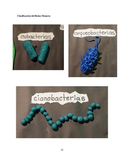  
10 
 
Clasificación del Reino Monera:  
 
 
 
 
 
