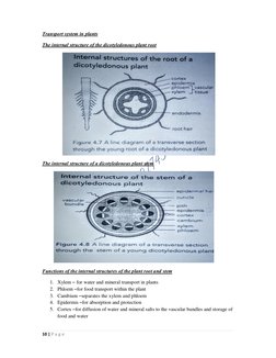 10 | P a g e  
Transport system in plants 
The internal structure of the dicotyledonous plant root
