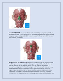 Musulo Procer Anatomía de los Músculos Faciales | PDF | Anatomía humana | Cabeza y ...