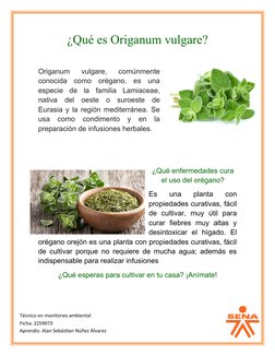 ¿Qué es Origanum vulgare?
Origanum  vulgare,  comúnmente
conocida  como  orégano,  es  una
especie  de  la  familia  Lamiacea