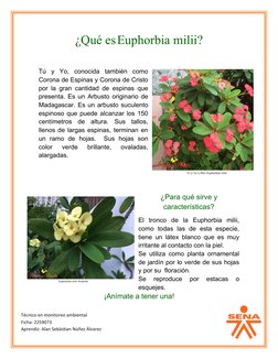 ¿Qué es Euphorbia milii?
Tú  y  Yo,  conocida  también  como
Corona de Espinas y Corona de Cristo
por la gran cantidad de esp