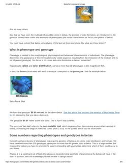 11/14/22, 12:18 AM
Betta fish colors and formats
https://bettaproject.com/en/betta-fish-genetics/introduction-to-bettas-color