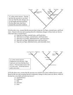 Basic Tree Thinking Quiz Answers | PDF | Phylogenetic Tree | Plants