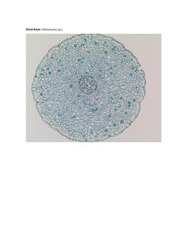 Internal Morphology of Monocot and Dicot Roots | PDF | Root | Plant Stem