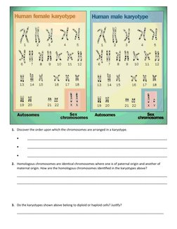 Karyotyping Worksheet.pdf Karyotype Analysis and Exercises Guide | PDF | Karyotype | Sex
